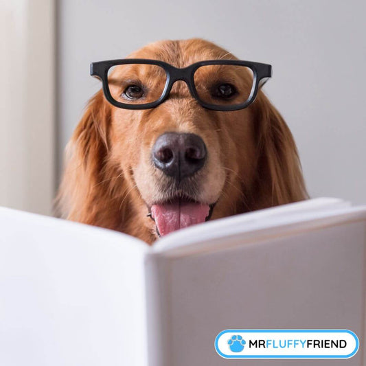 Races de chiens les plus intelligentes
