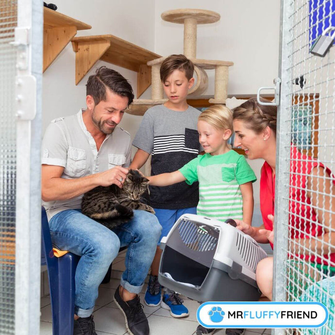 Adopter un chat noir : des mythes aux bienfaits