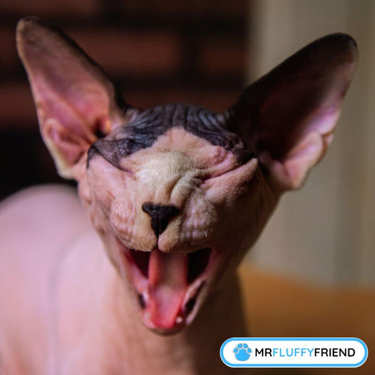 Qu'est-ce qui fait éternuer un chat ?