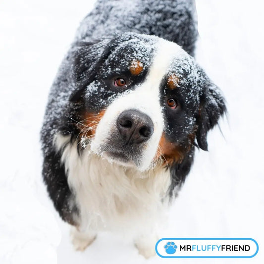  Toilettage d'hiver pour les chiens