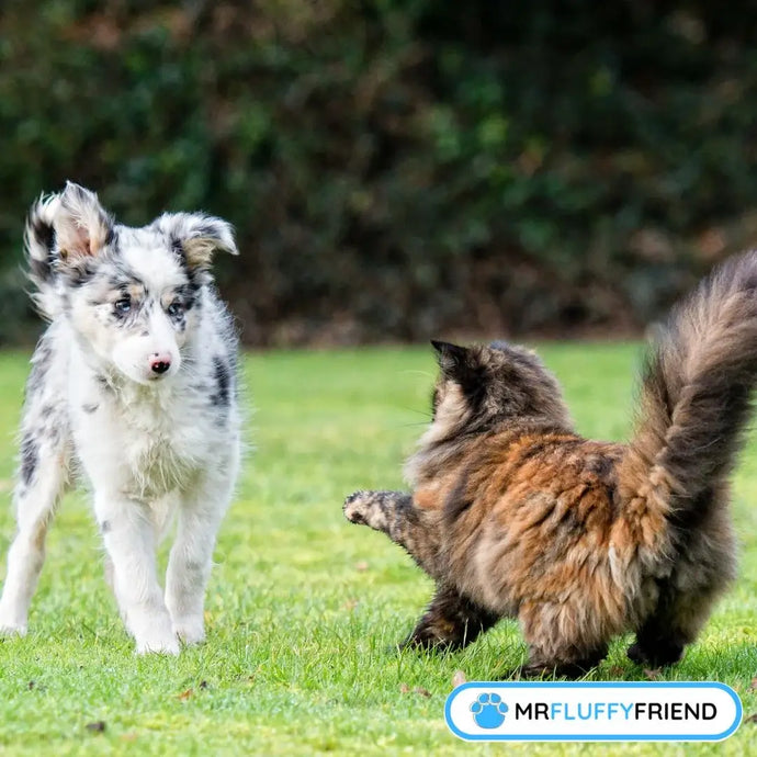 Les pires races de chiens pour les chats dévoilées – et c’est surprenant !