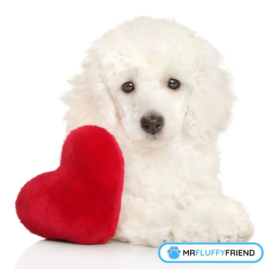 mon chien comprend-il mon amour