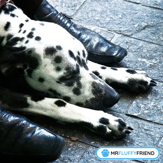Un dalmatien endormi près des pieds de son humain