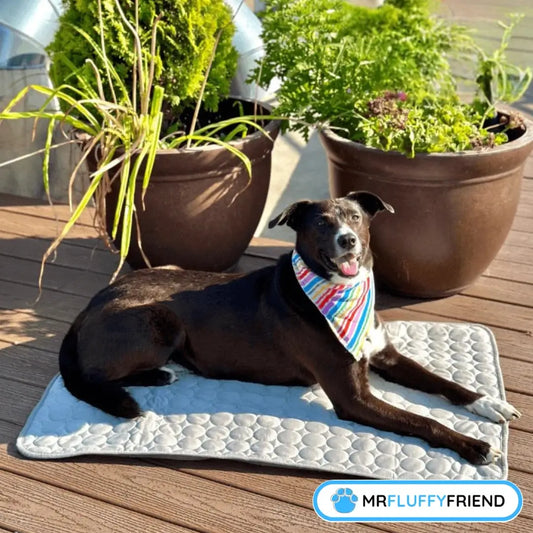 Un chien noir tout content allongé sur un tapis rafraîchissant gris, avec un bandana coloré, entouré de plantes en pot sur une terrasse en bois ensoleillée.