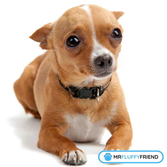 Anxiété de séparation chien : 6 astuces d’entraînement qui marchent vraiment