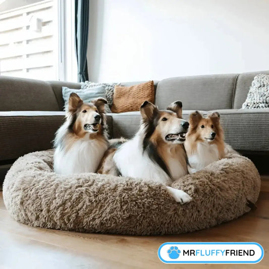 Trois chiens Sheltie assis ensemble confortablement dans un grand panier apaisant en forme de donut brun dans un salon moderne.