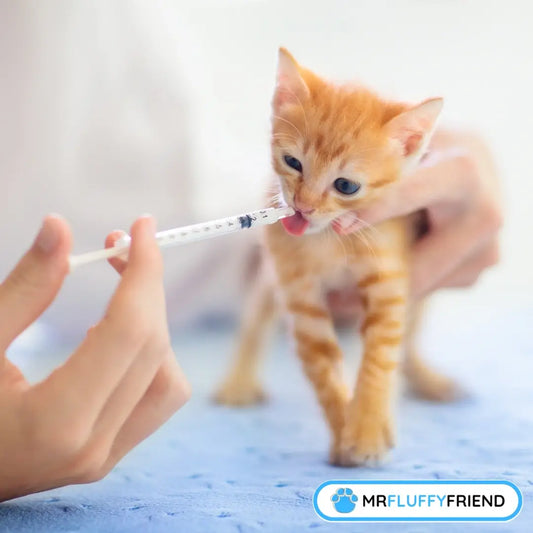 Une personne tient doucement un petit chaton roux tout en lui donnant un médicament liquide avec une seringue.