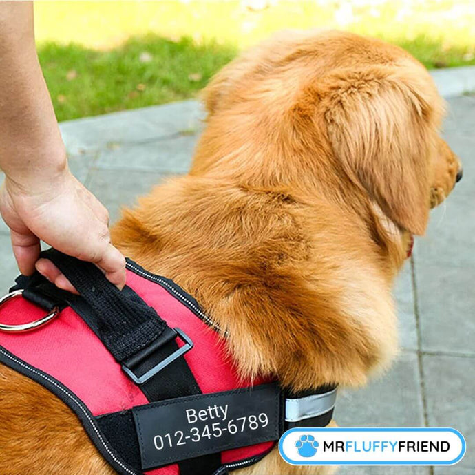 5 Raisons Pour Lesquelles Tu As Besoin d'un Harnais pour Chien