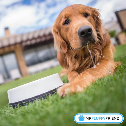 Signes de déshydratation chez les chiens 