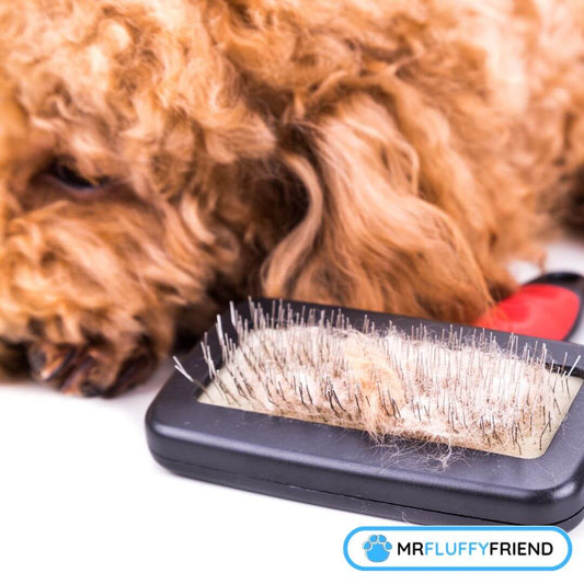 Comment démêler les nœuds dans le poil de chien