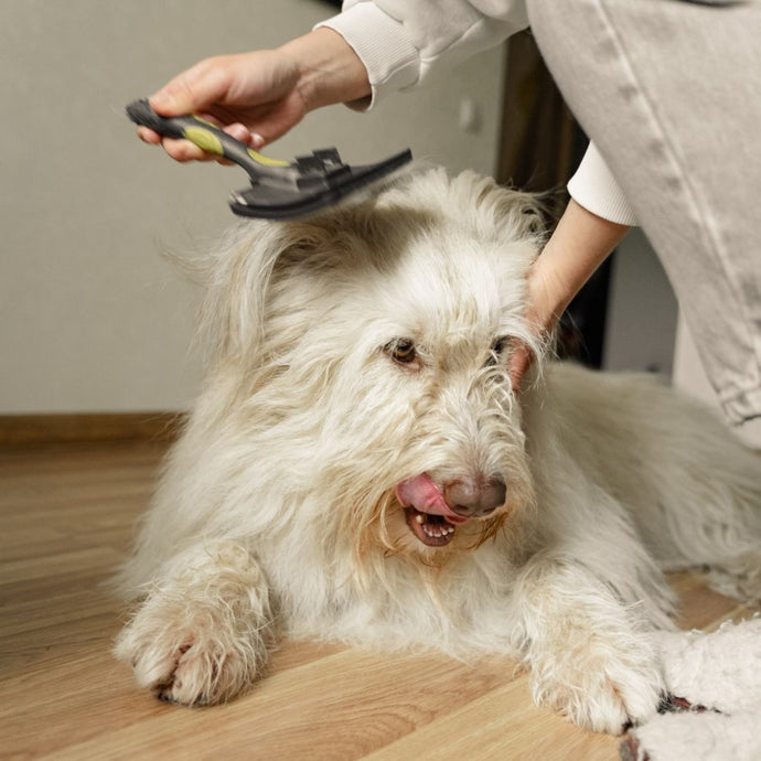 Comment bichonner ton chien à la maison comme un pro