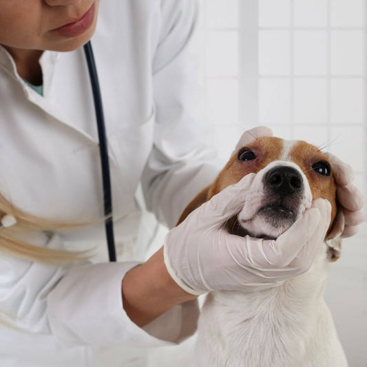 Aide contre les allergies des chiens