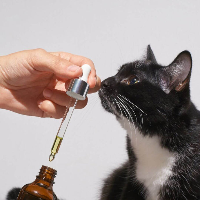 Comment Donner un Médicament Liquide à un Chat Récalcitrant