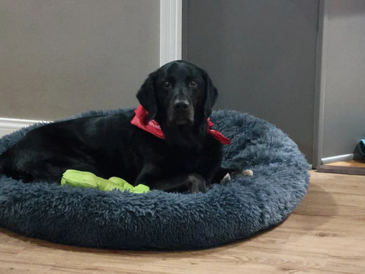 Labrador noir couché dans un panier donut gris foncé.