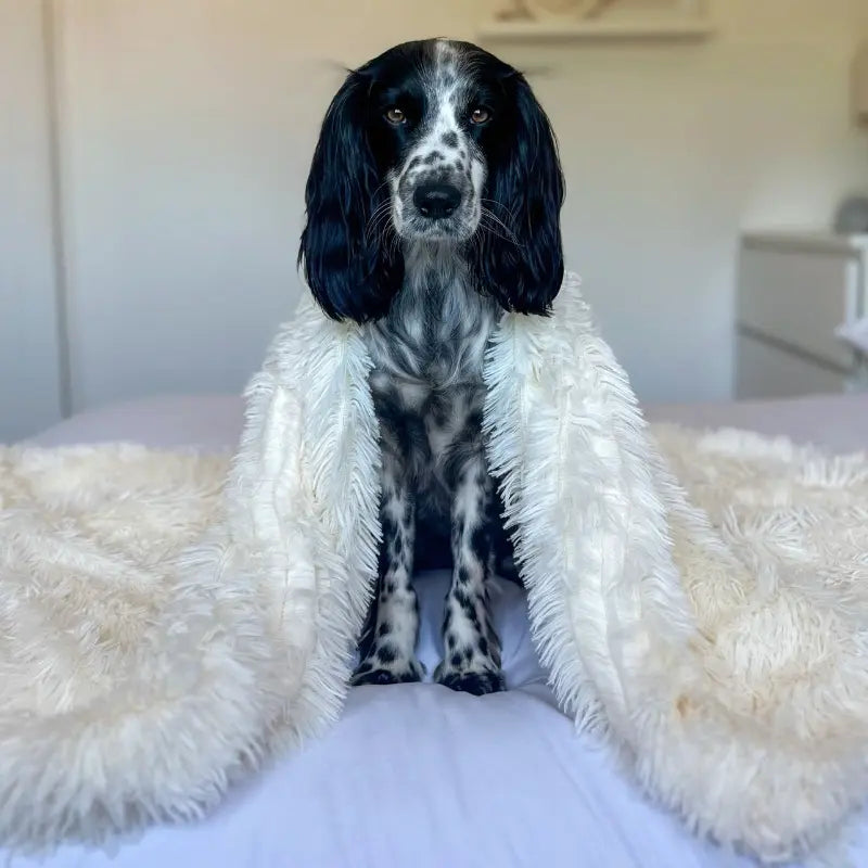 MrFluffyFriend™ - Couverture Apaisante pour Animaux de Compagnie