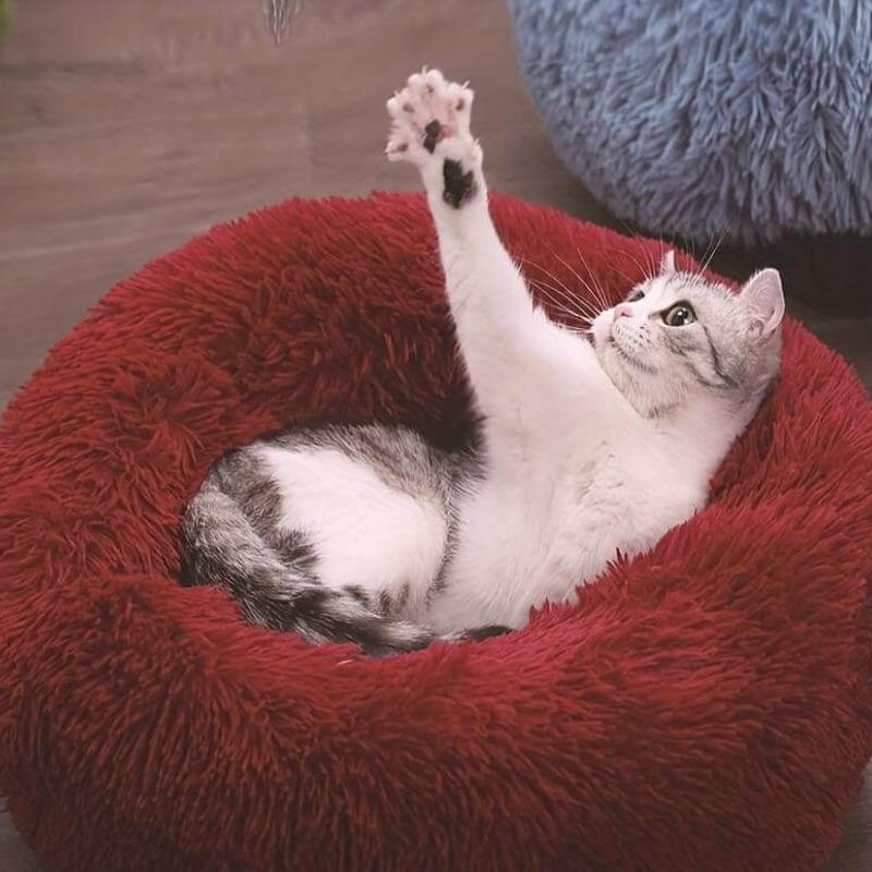 Un chat gris et blanc s’étire dans un lit anti-stress rouge bordeaux tout moelleux.
