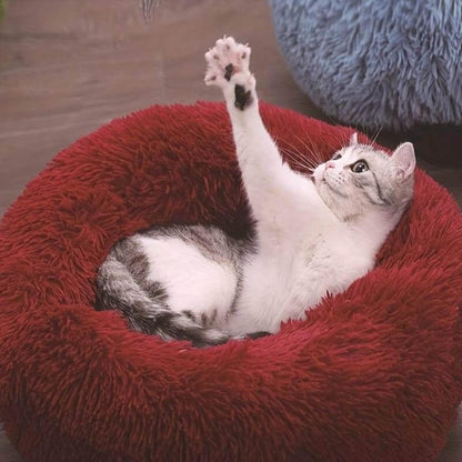Un chat gris et blanc s’étire dans un lit anti-stress rouge bordeaux tout moelleux.